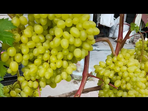 Видео: Львівщина, стан винограду на 29.08.25