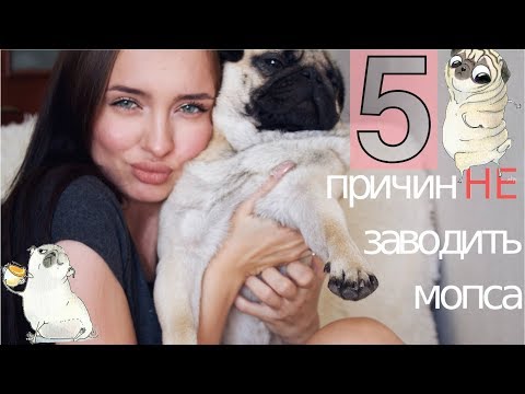 Видео: 5 причин НЕ заводить мопса  |  что ОБЯЗАТЕЛЬНО нужно знать, когда заводишь мопса