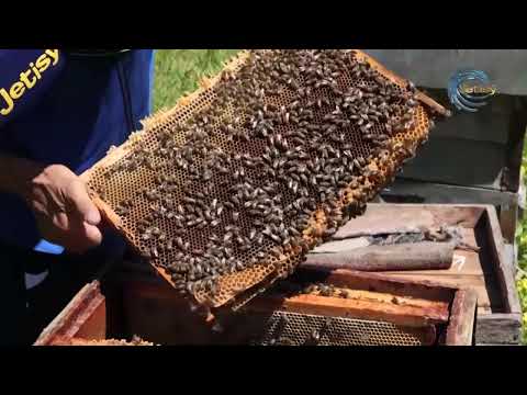 Видео: АРА АСЫРАУДЫ ОН ЖЫЛ ҮЙРЕНГЕН ШАРУА / ЕЛ МЕ ЖЕР / 14.06.2024