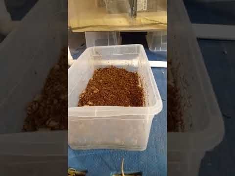 Видео: Холодный инсектарий для чёрной львинки. Дубль 2))