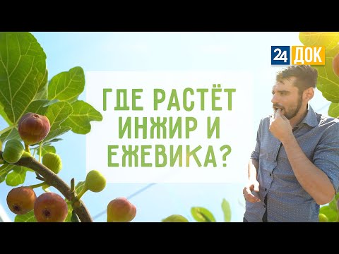 Видео: Как на Кубани выращивают инжир и ежевику? АГРОНОРМ