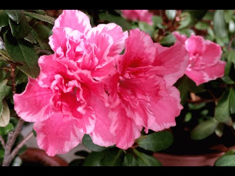 Видео: Азалия японская. Осенняя обрезка. Как сохранить компактность? | Rhododendron obtusum. Autumn pruning