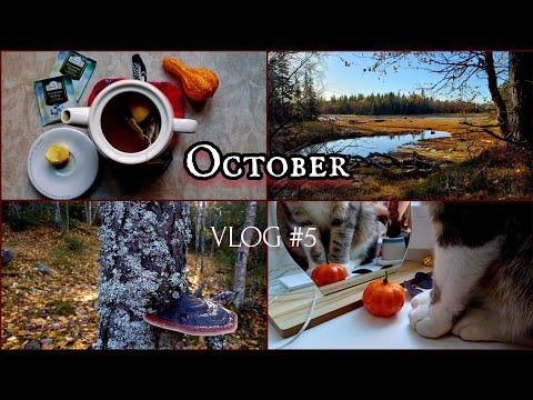 Видео: 🗓 October VLOG #5 🍁 ВЛОГ октября | ДОМ | УЮТ | КОФЕ | ЧАЙ | ЗАВТРАК | ЛЕС