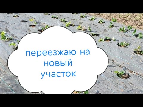 Видео: Высадка рассады клубники на новом участке