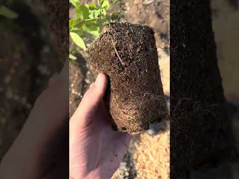 Видео: Посадка голубики осенью 2025