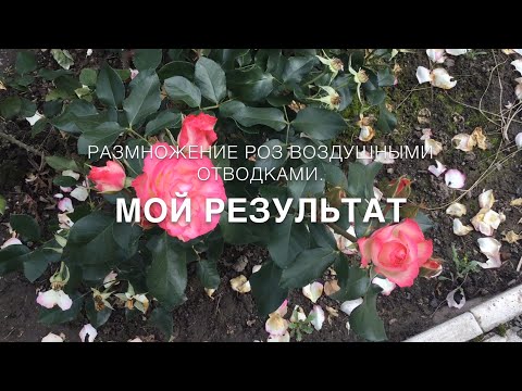 Видео: Размножение роз воздушными отводками. Мой результат