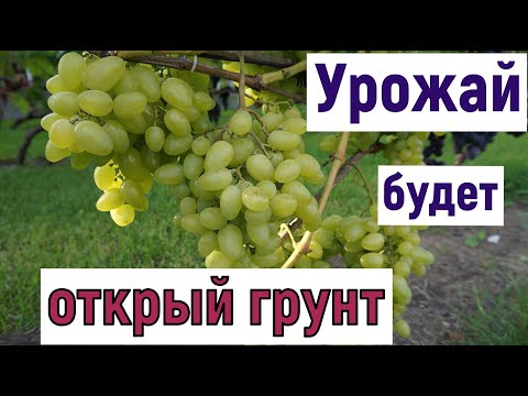 Видео: Обзор виноградника  28 августа. Открытый грунт. Сезон 2025г.
