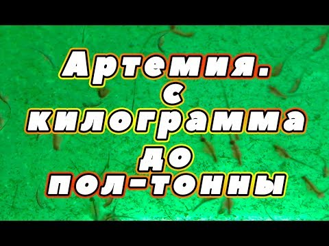 Видео: Артемия. С килограмма делаем полтонны