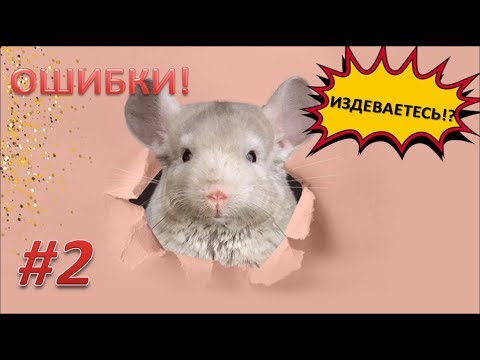 Видео: Грубые ошибки содержания ШИНШИЛЛ!#2