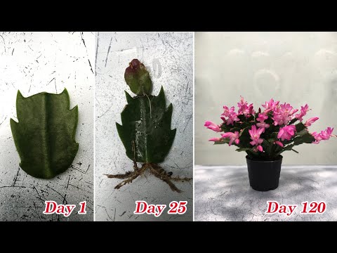 Видео: Как вырастить рождественский кактус из черенков быстро и легко