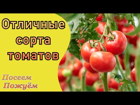 Видео: Отличные сорта томатов. Посеем Пожуем