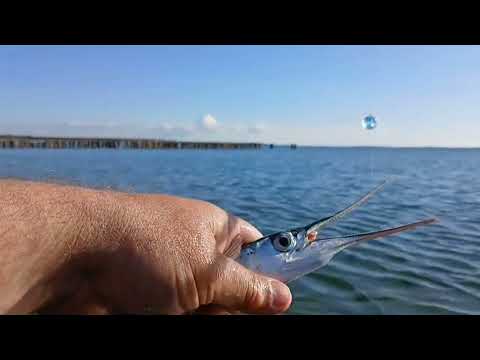 Видео: Самая лучшая Рыбалка на море. Сумасшедший клёв. Сарган 2025  Hornhecht