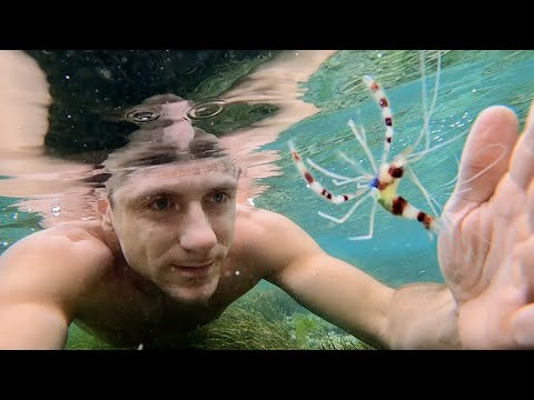 Видео: Выживание на необитаемом острове. Ловля Креветок. Подводная охота. №5