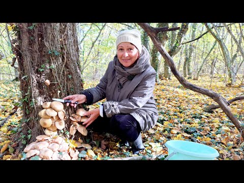 Видео: Грибы на Кубани есть! | Огород готов к зиме