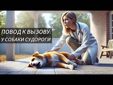 Видео: Повод к вызову: у собаки судороги