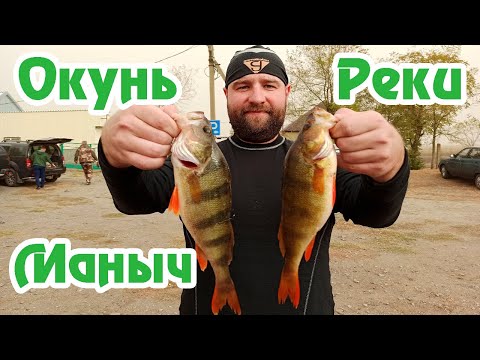 Видео: Ловля Окуня на Реке Маныч / Осенний Окунь / Поселок Веселый / Рыбалка на Маныче / Веселый Маныч /
