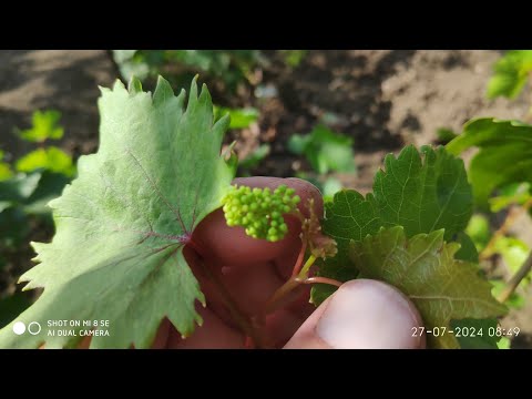 Видео: Урожайная новинка зацвела прививка толщиной 2 мм