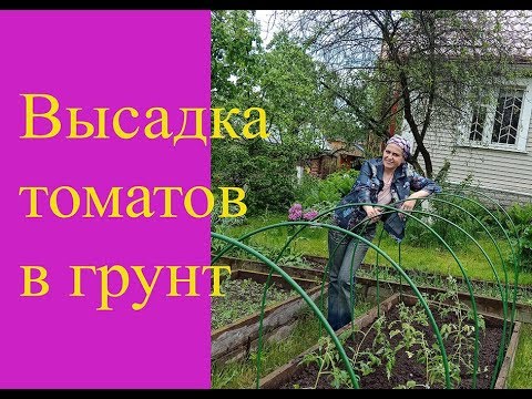 Видео: Высадка томатов в грунт