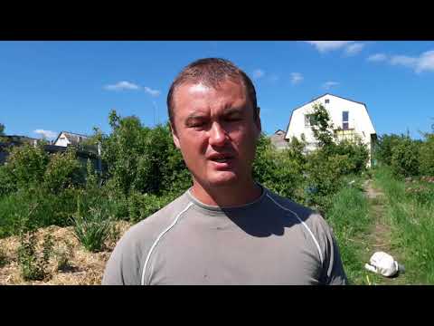 Видео: Почему не плодоносит голубика.