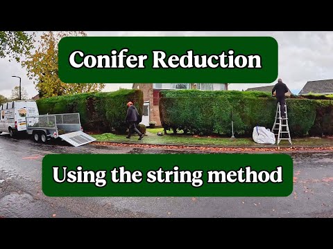Видео: Как идеально ровно укоротить живую изгородь с помощью метода шпагата | Советы по садоводству из В...