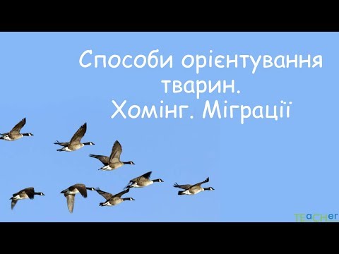 Видео: Способи орієнтування тварин. Хомінг. Міграції