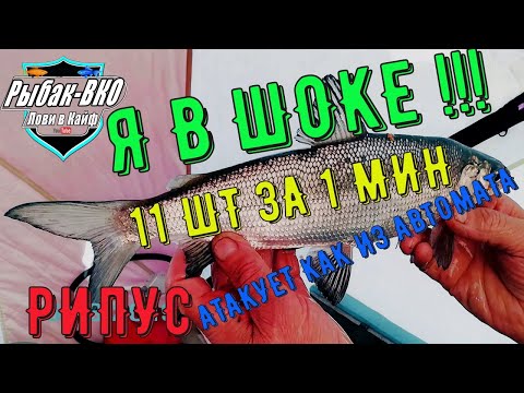 Видео: Рипус в 2024 году сошел с ума!РИПУС АТАКУЕТ!!  НАЛОВИЛИ ЦЕЛОЕ ВЕДРО! Рипус на закате.  Часть вторая.