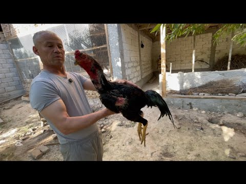Видео: ПАРВОЗЛАР УЧУН ЯНГИ ВИДЕО ТУРАКУРГОН ПАРВОЗЛАРИ ДАКАН ЖУЖАЛАРНИ ТОЗЗАСИ