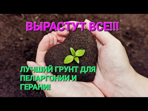 Видео: Пересадка пеларгоний? Легко! Лучший грунт для моих пеларгоний