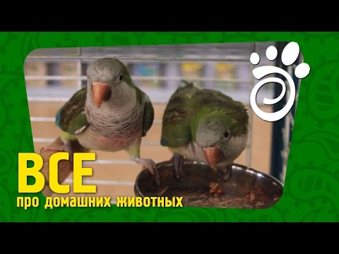 Видео: Попугай Калита. Все О Домашних Животных