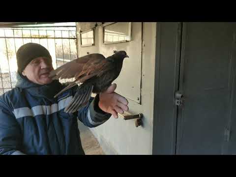 Видео: Кировоградские голуби - достояние Казахстана.