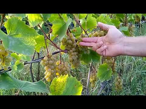 Видео: Отличный сорт канадского винограда Вандаль-Клише.