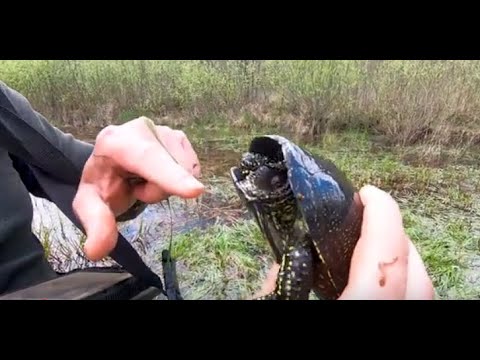 Видео: Болотная черепаха