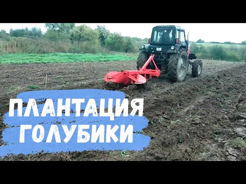 Видео: Закладка новой плантации голубики. Начало.