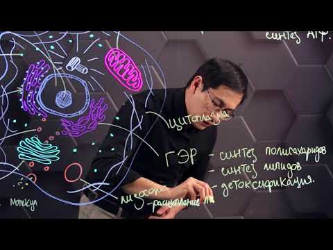 Видео: Особенности строения и функций органоидов в клетке. 10 класс.