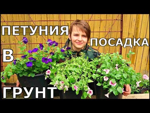 Видео: КАК правильно ВЫСАДИТЬ ПЕТУНИЮ на ПОСТОЯННОЕ место