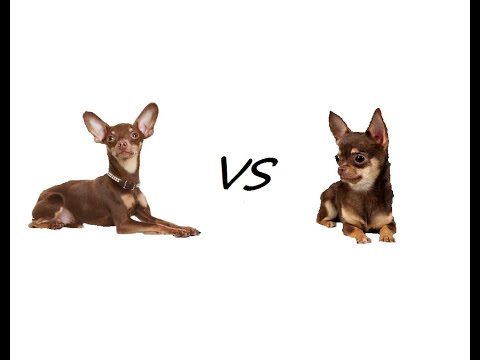 Видео: Чихуахуа или той терьер. Кто кого?!
