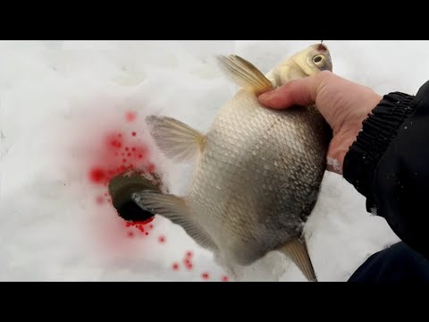 Видео: ЗИМНЯЯ ЛОВЛЯ ЛЕЩА!!! Рыбалка в палатке. НОВОЕ РЫБНОЕ место! Рыбалка на леща февраль 2022 г. Дубна.