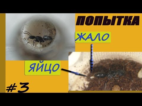 Видео: Новая попытка завести муравьиную колонию. ОПЯТЬ МУРАВЬИ С ЖАЛОМ. Новый розыгрыш
