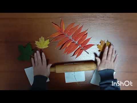 Видео: Чому листя восени змінюють колір. video5436167890690672429