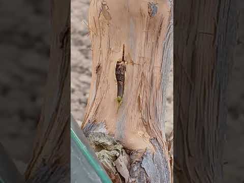 Видео: Присаждане на зряла пъпка под кора.12.05.2024г.