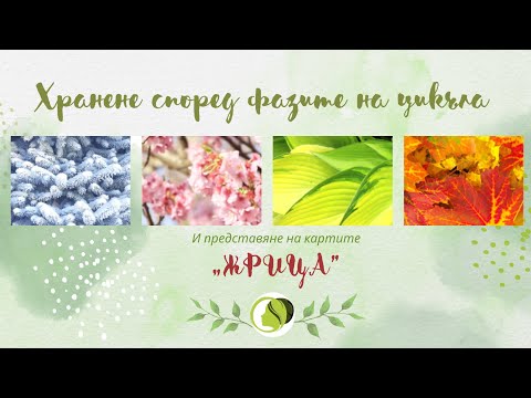 Видео: Хранене според фазите на менструалния ни цикъл и представяне на вдъхновяващите карти "Жрица"