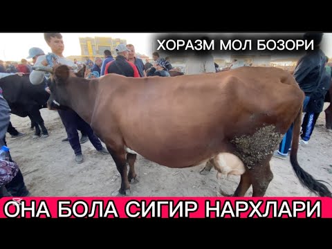 Видео: ОНА БОЛА КСИР ВА БУГОЗ СИГИР НАРХЛАРИ ЎРГАНЧ ГАЙБУ МОЛ БОЗОРИ 
