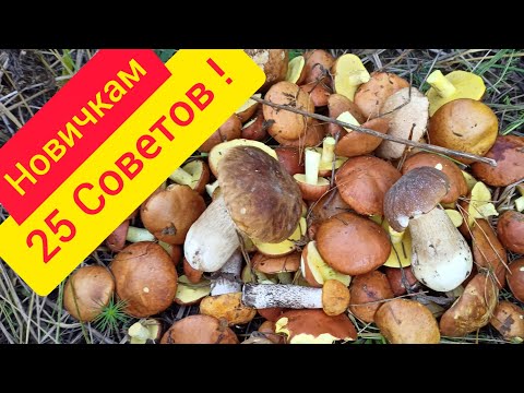 Видео: Как правильно искать грибы новичкам
