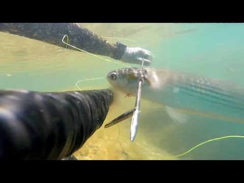 Видео: Су асты аңшылығы. Жаздың соңғы күндері. Пикник. Қызылөзен