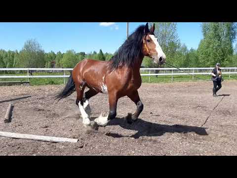 Видео: Владимирский тяжеловоз Безупречный