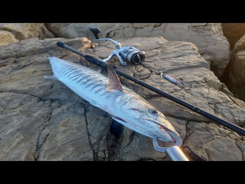 Видео: Рыбалка в средиземном море Spanish mackerel & little tuna דג טונה פלמידה