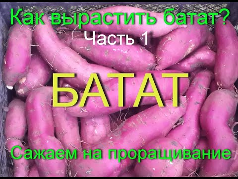 Видео: БАТАТ/КАК ВЫРАЩИВАТЬ БАТАТ ПРАВИЛЬНО. Часть1 март. Как посадить и вырастить батат? SWEET POTATO