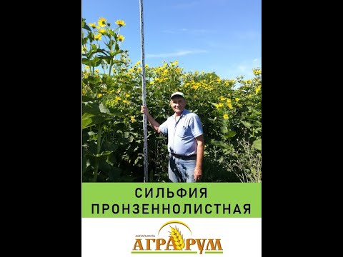 Видео: Сильфия пронзеннолистная: Методика выращивания