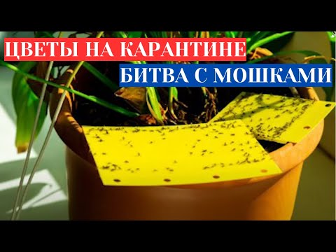 Видео: МОШКИ В ЦВЕТАХ - ОБЪЯВЛЯЮ КАРАНТИН! КАК ИЗБАВИТЬСЯ ОТ МОШЕК В КОМНАТНЫХ ЦВЕТАХ