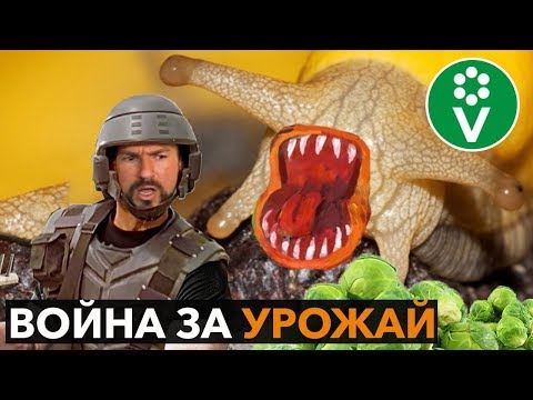 Видео: Как УНИЧТОЖИТЬ СЛИЗНЕЙ и остаться в живых?